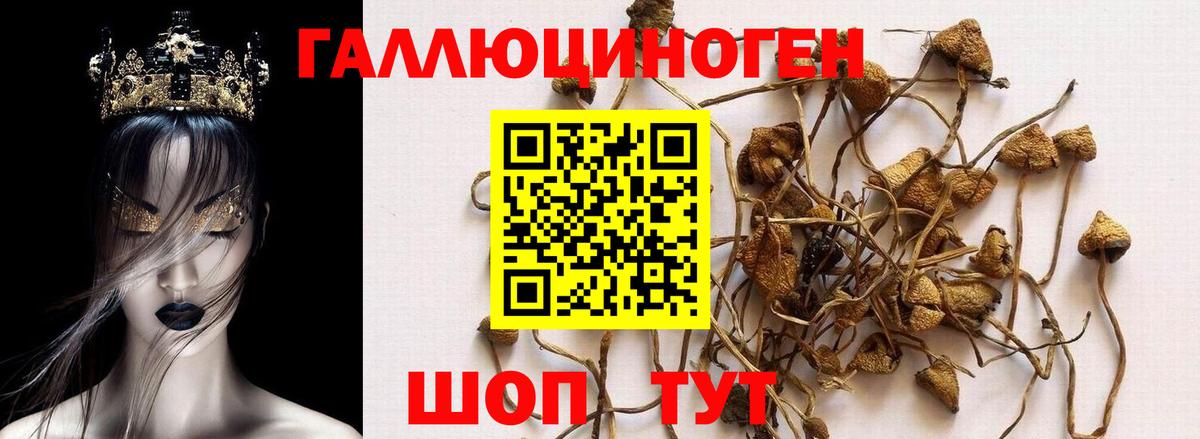 Галлюциногенные грибы Psilocybe Назрань